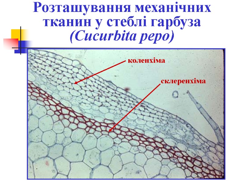 Розташування механічних тканин у стеблі гарбуза (Cucurbita pepo) коленхіма склеренхіма